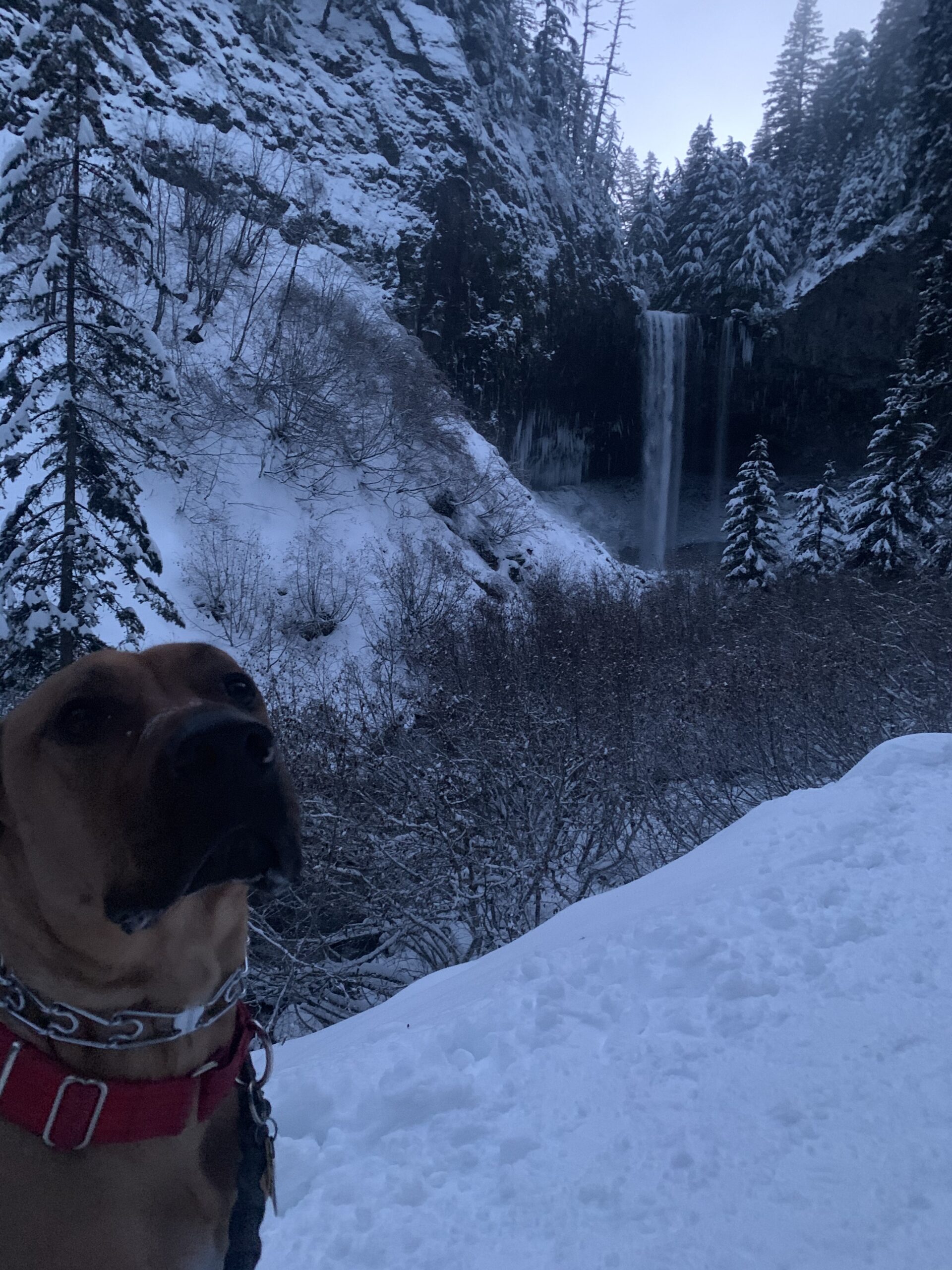 A Girl and Her Dog: The Moonlit, Snowy Hike